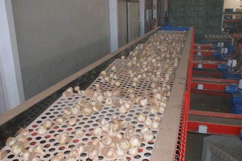 Оборудование Broch — сортировка чеснока по размеру