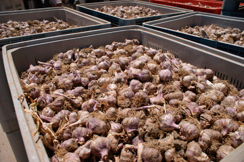 Оборудование Broch — выход отсортированного чеснока