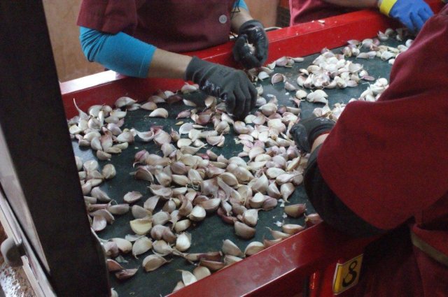 Оборудование Broch — дробилка чеснока LIDE в работе