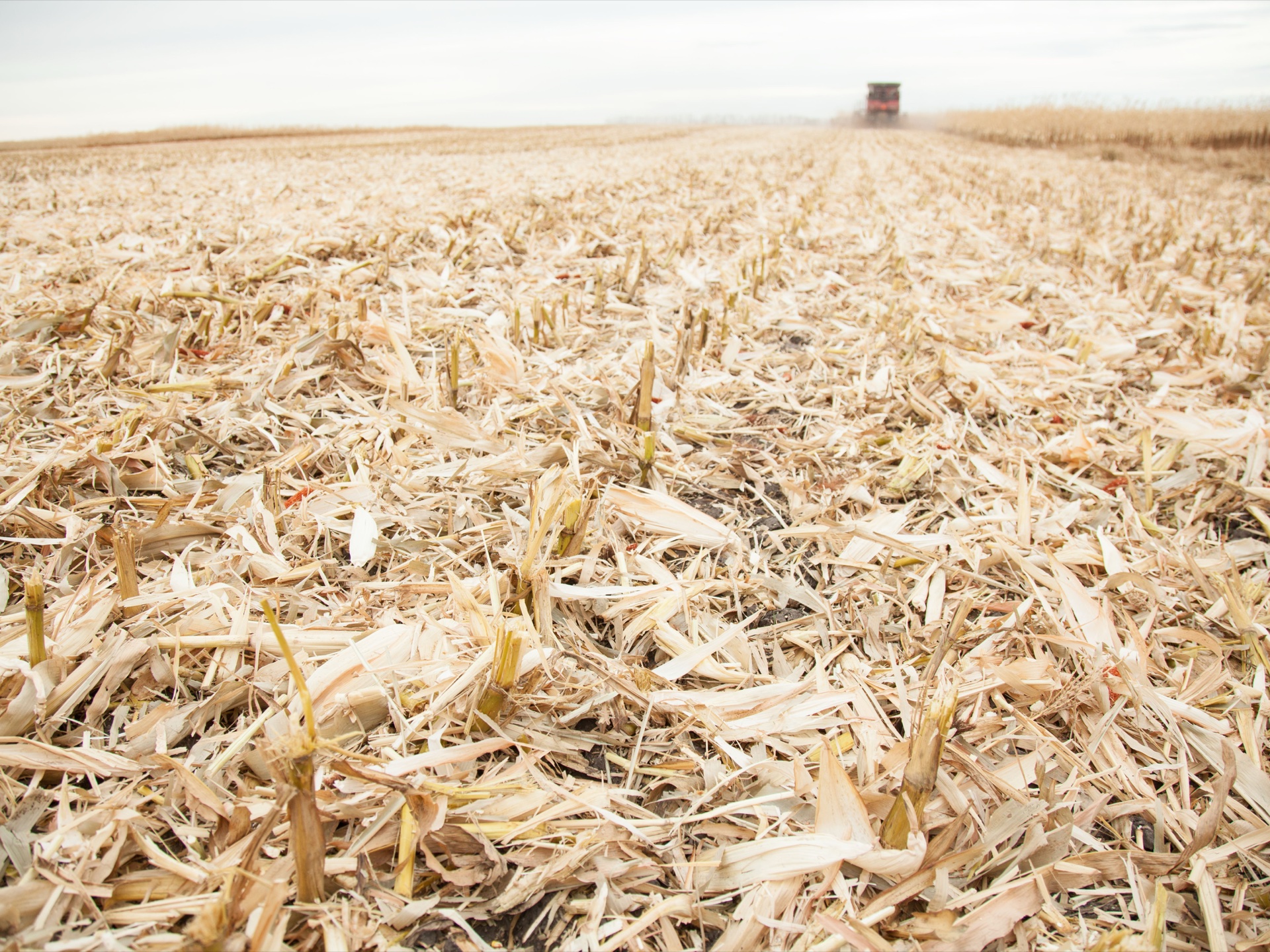 Geringhoff Mais Star Horizon — измельчение стеблей