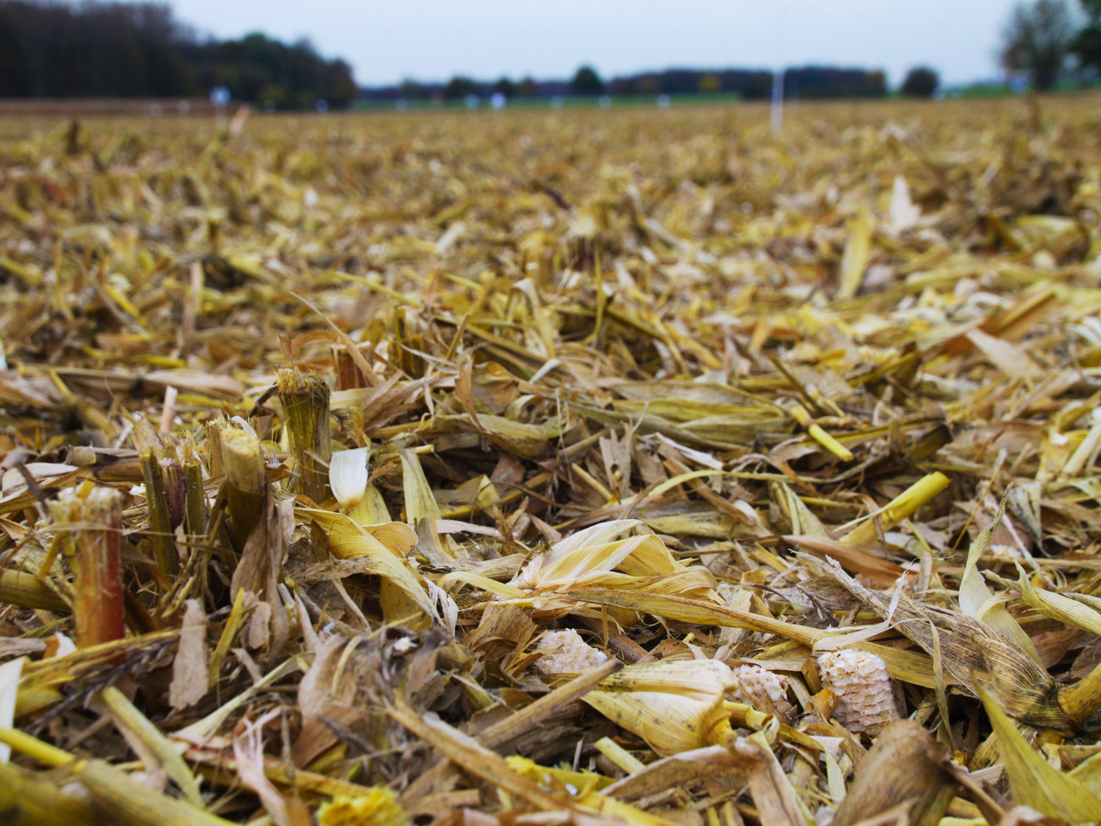 Geringhoff Mais Star SC — детальный вид