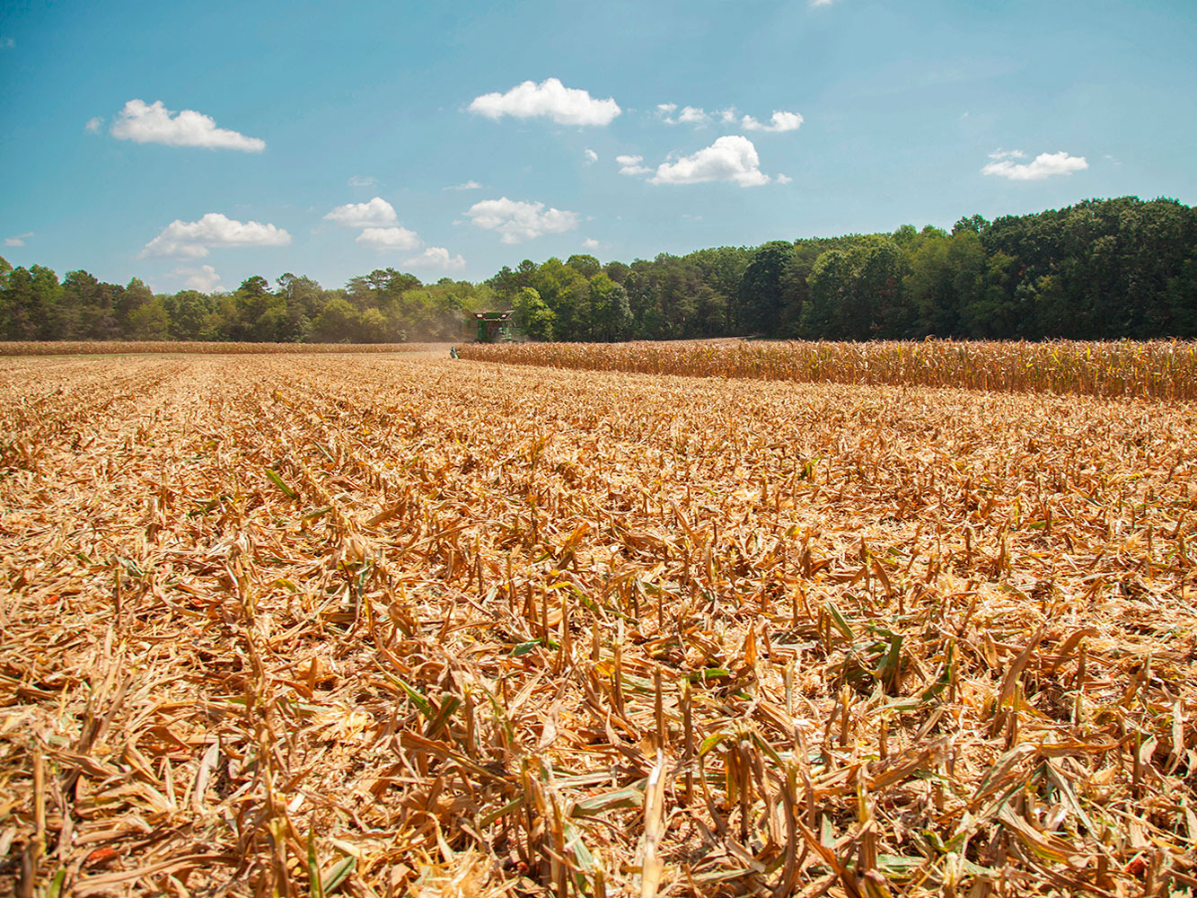 Geringhoff Mais Star — детальный вид