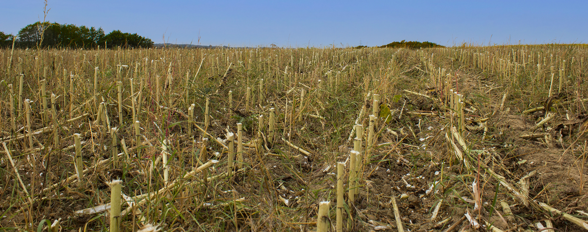 Geringhoff SunLite Horizon — работа в поле