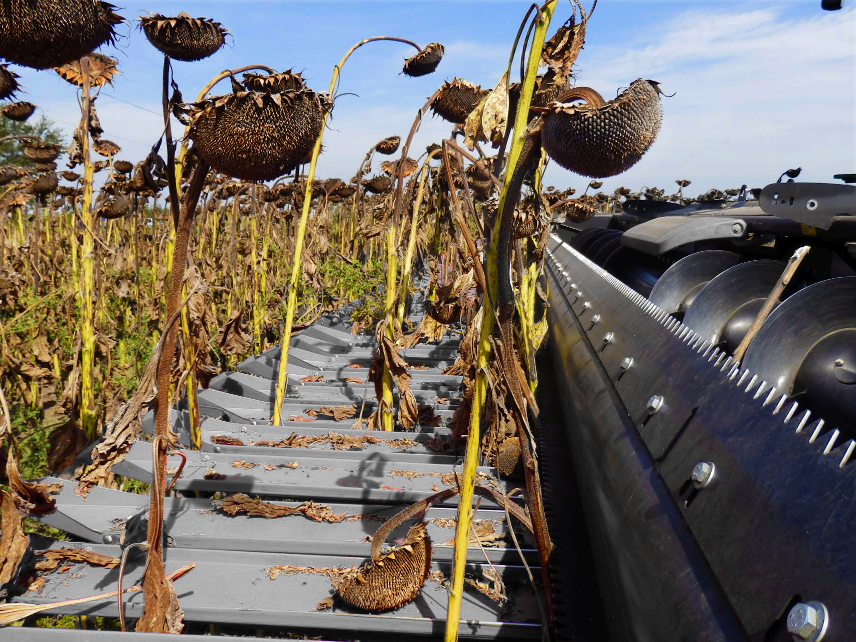 Geringhoff SunLite — детальный вид