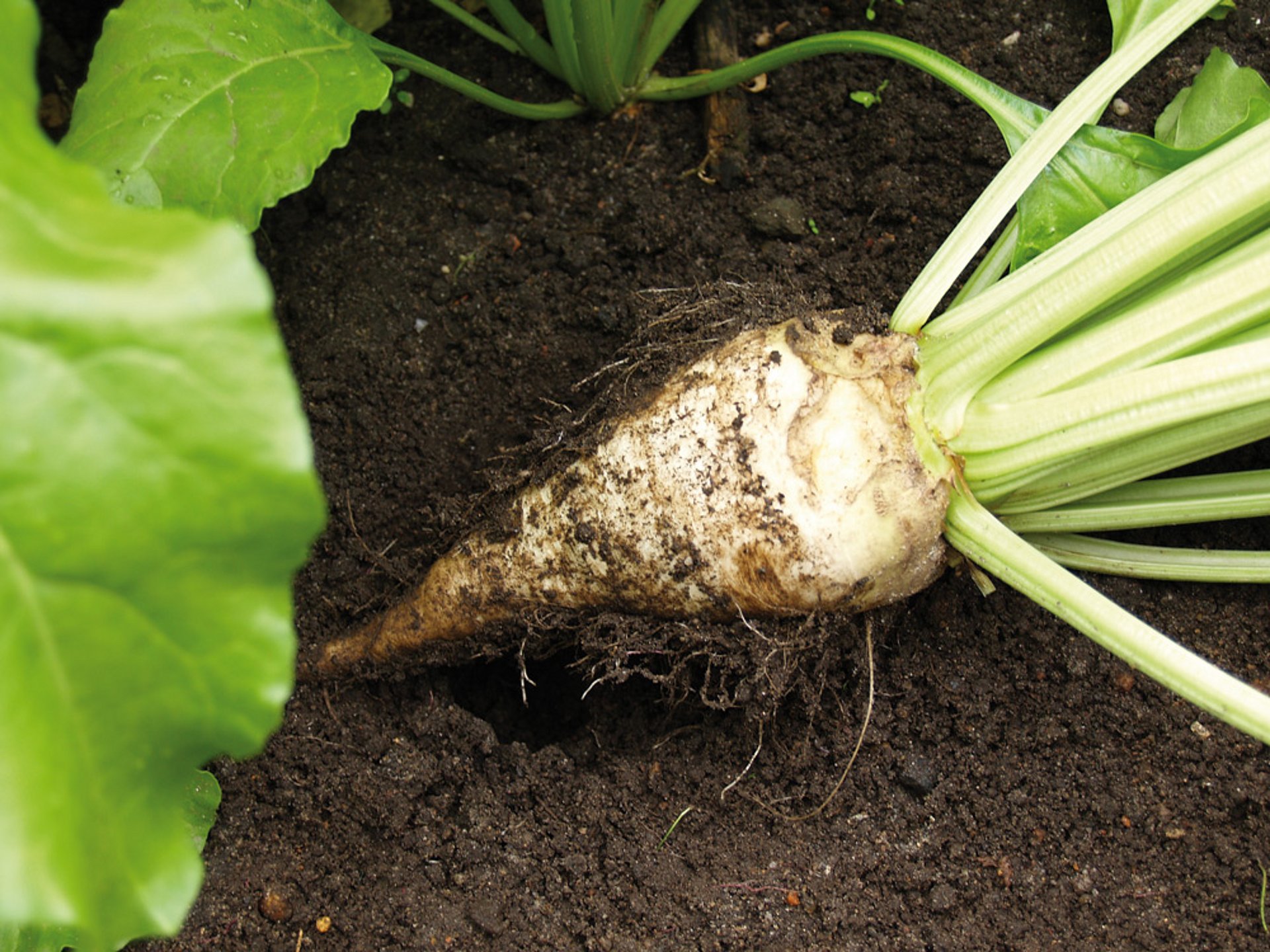 LT-Master F115 — работа на свёкле