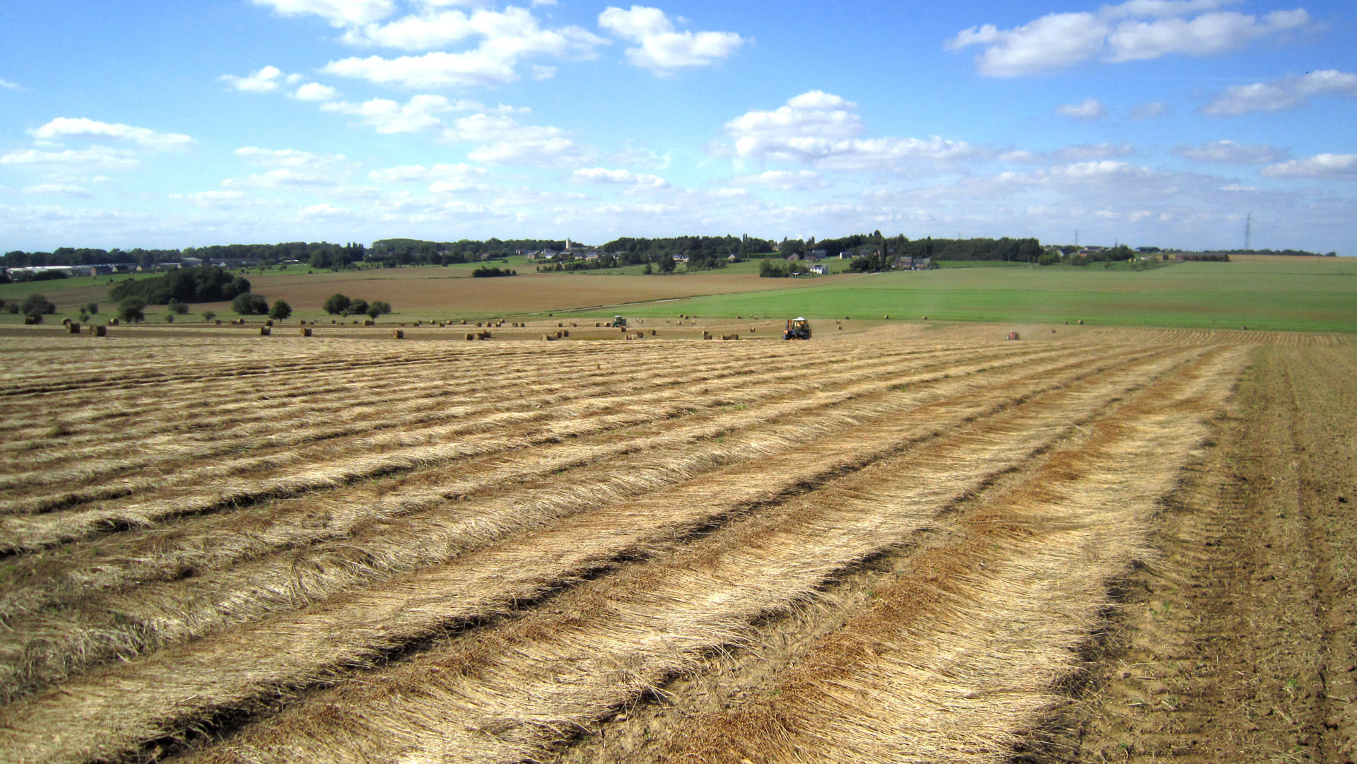 Ленты льна на поле