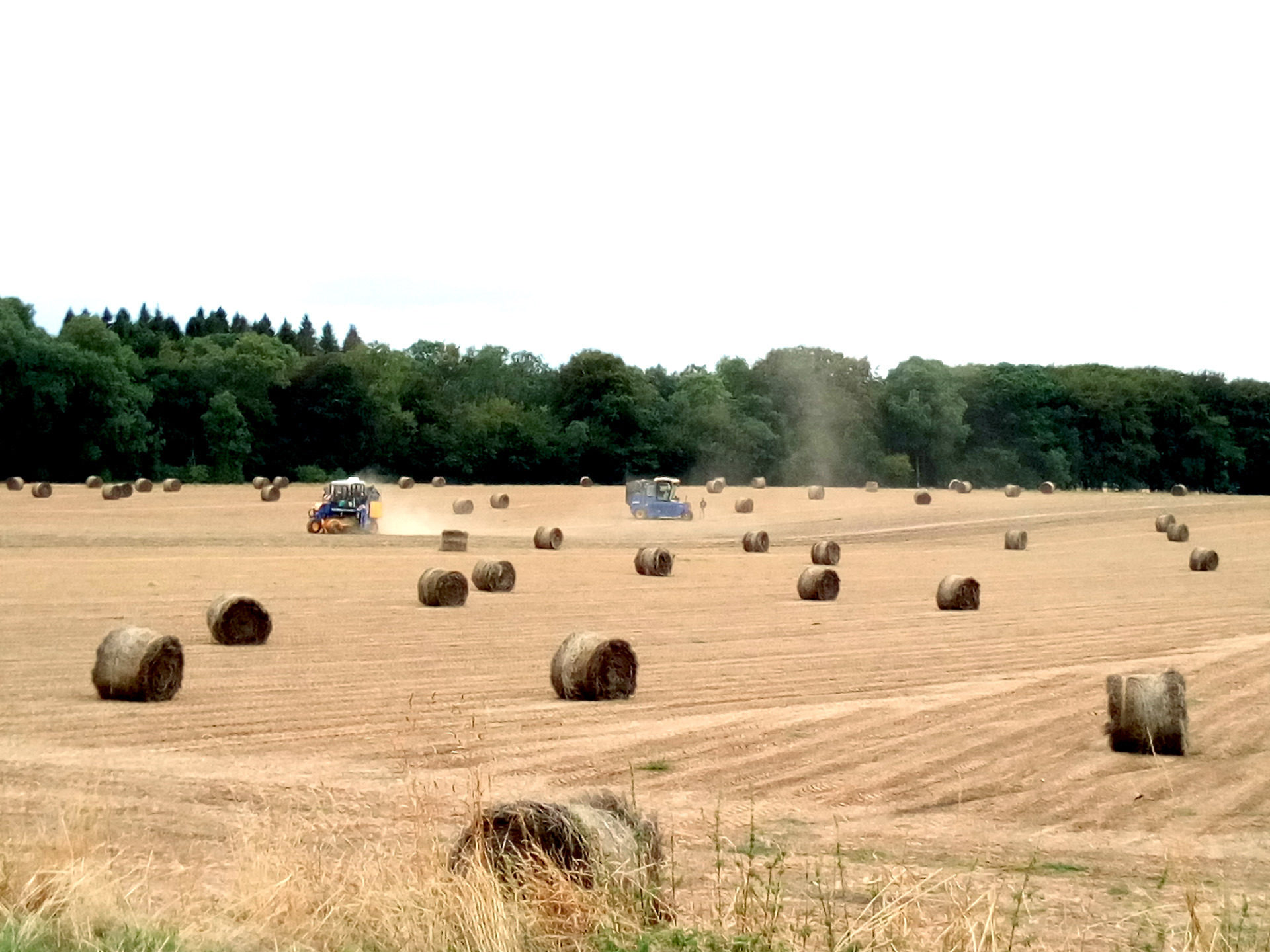 Рулоны росяной тресты в поле